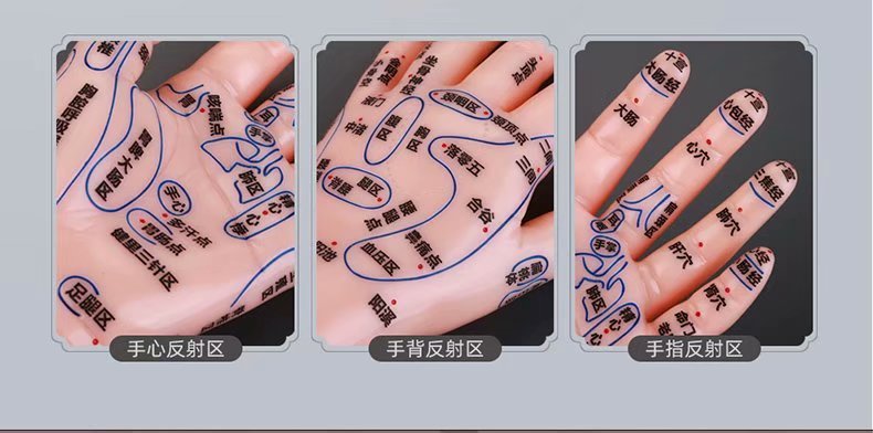伊冉香约手部模型高清穴位部模型针灸推拿手部反射区儿童手部模型