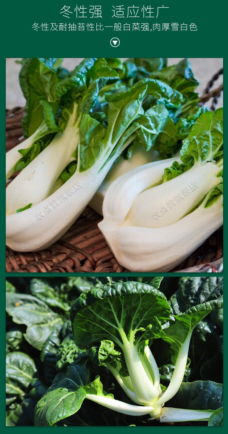 四季种子蔬菜种植种子盆栽种子叶菜类菜籽种子 奶油白菜种子/10克×2