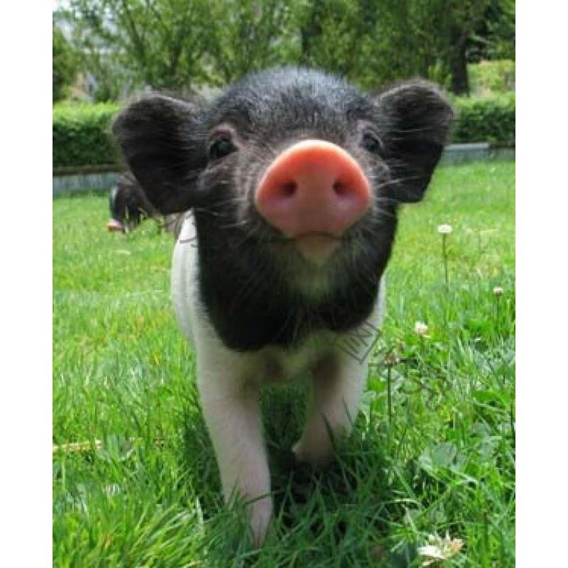 老欧 宠物猪小香猪活物超可爱泰国迷你小型小香猪迷你猪 猪纯种宠物猪