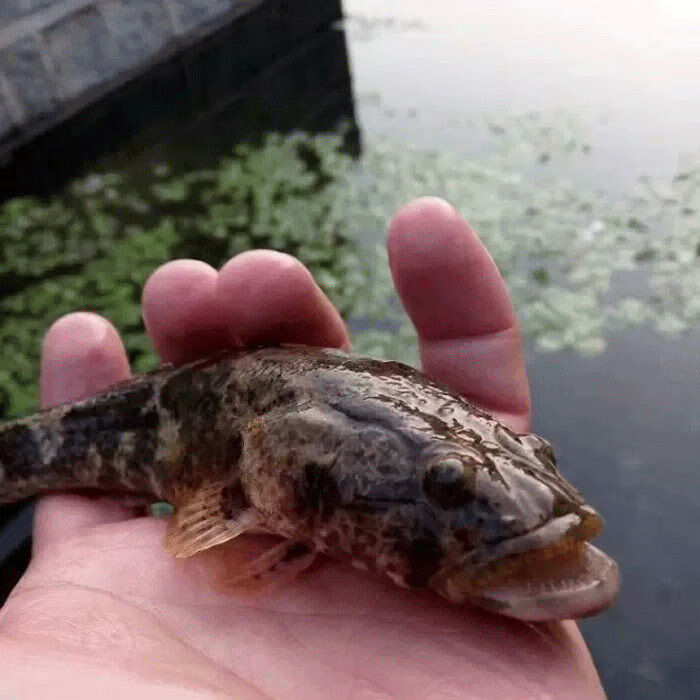 lism正宗沙塘鳢呆子鱼笋壳鱼小河生态塘鳢鱼土步鱼虎头鱼鲜活现杀