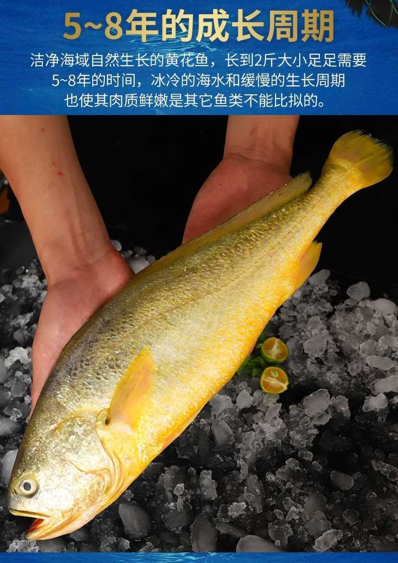 黄花鱼每条1斤左右条黄鱼新鲜海捕鲜活海鲜水产冷冻超大深海鱼每条12