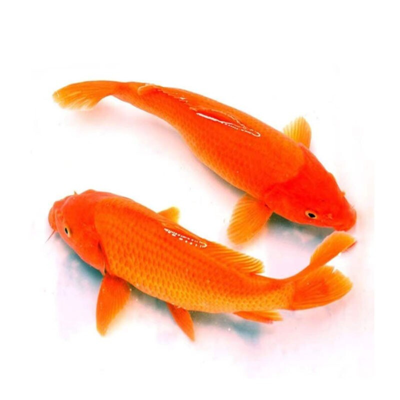 天虹农场 锦鲤活鱼龙凤锦鲤长尾金鲫红白三色黄金乌金白金观赏鱼金鱼