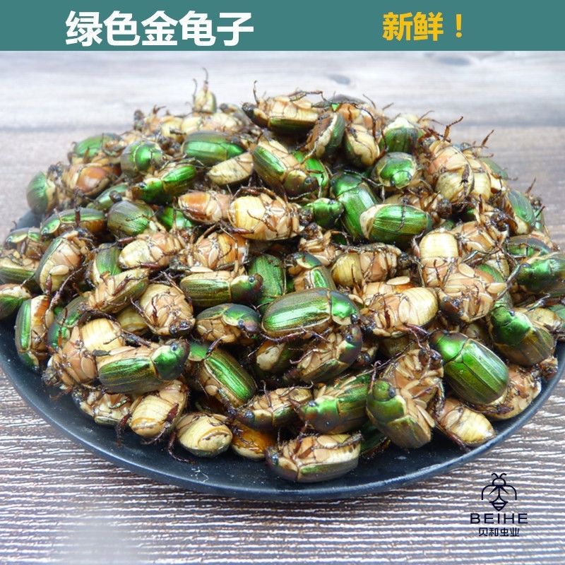 2021年新鲜瞎眼创子金龟子瞎胖子瞎撞子红孩儿昆虫美食下酒菜黑色