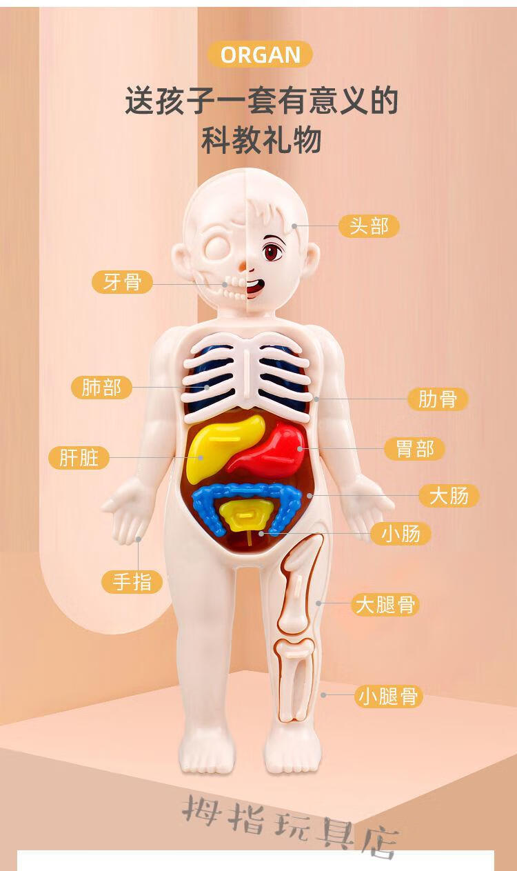儿童启智科教人体模型玩具器官模型摆件diy拼装医学早教蒙氏教具玩具