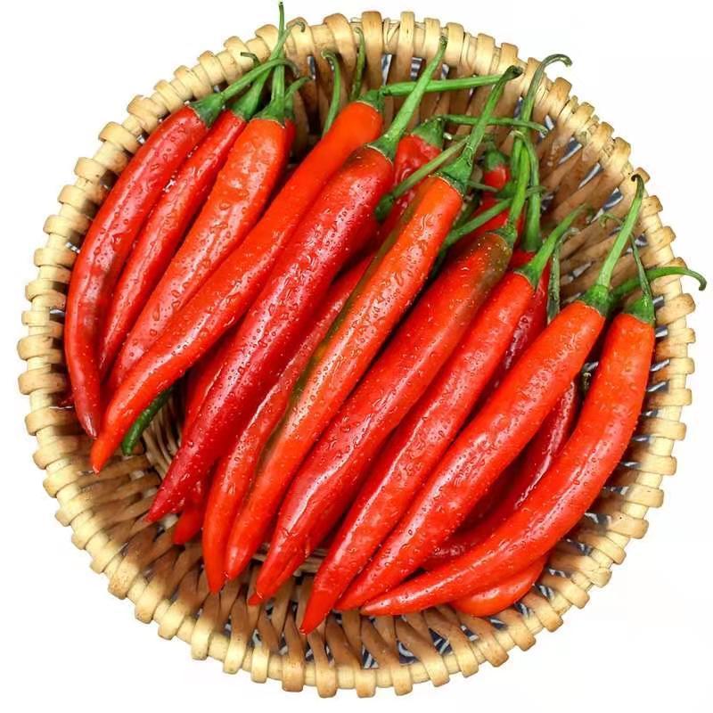 贵州新鲜红二荆条红美人椒红线椒青椒红海椒农家自种做剁椒糟辣椒新鲜