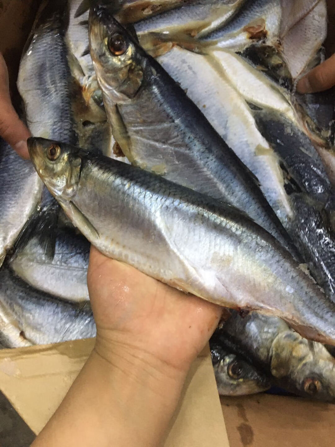 棠鲜生海青鱼条新鲜青鱼青占鱼青条鱼海鲜水产4斤装青鱼