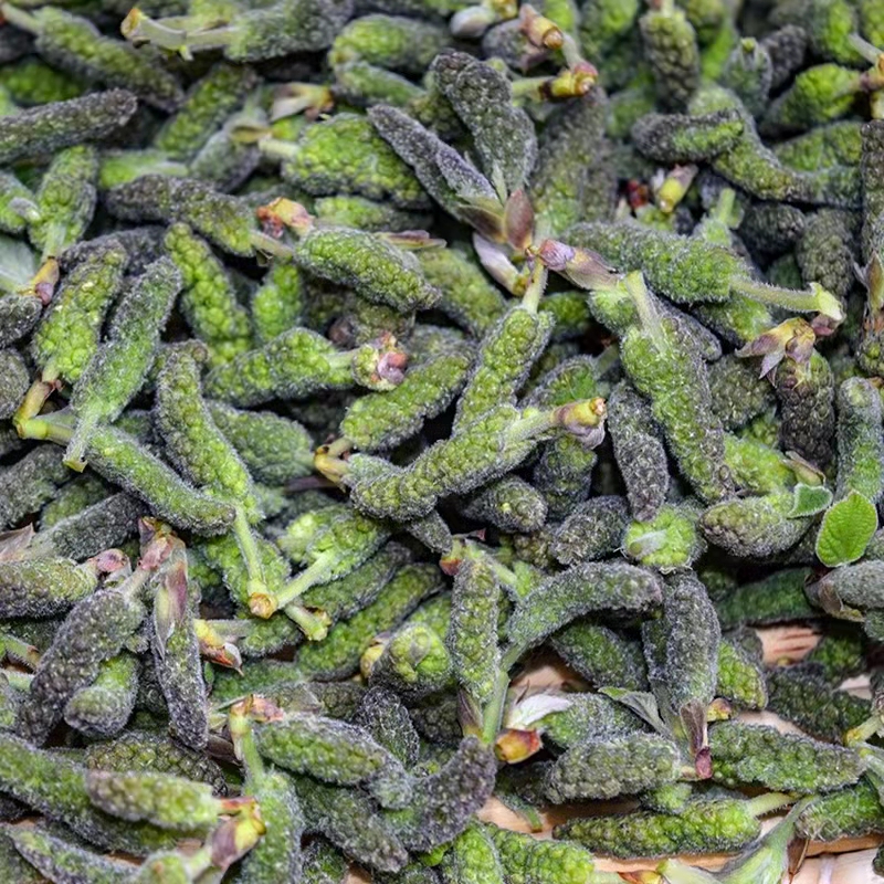 构树花 蒸菜 新鲜现摘棒槌儿 楮不揪子 狗蒲穗 构桃穗构蒲穗 现摘