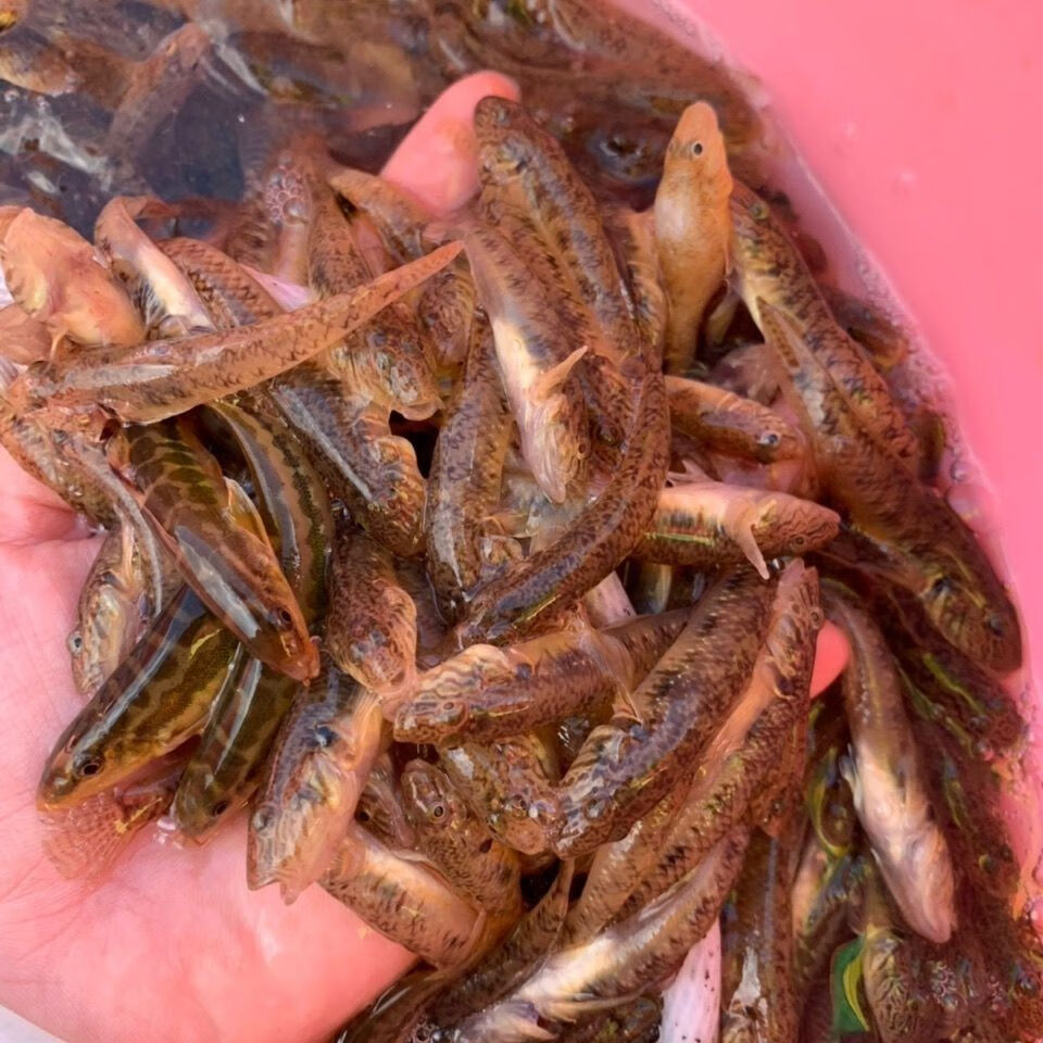 原生态淡水湖新鲜小麦穗鱼小罗汉鱼淡水鱼小杂鱼柳条鱼食蚊鱼麦穗鱼