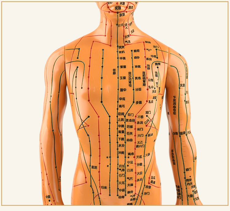 【京健康】政河针灸穴位人体模型经络穴位模特图全身中医十二铜人扎针