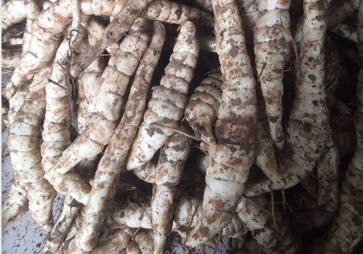 新鲜地参现挖地笋虫虫草参地蚕子地藕银条菜泽兰根