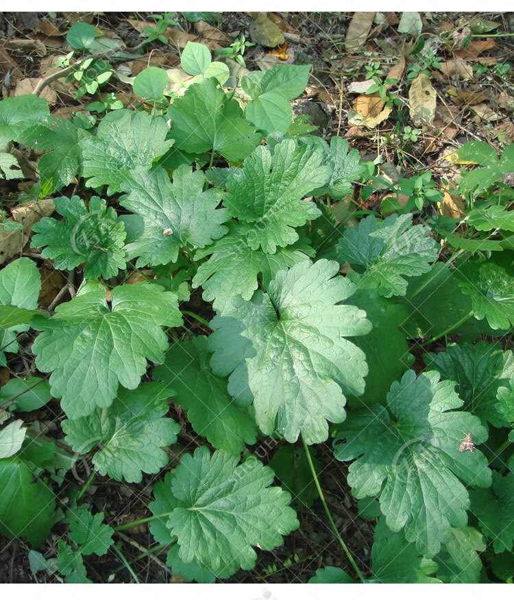 益母草种子苗阳台四季盆栽蔬菜种籽孑野生野菜食用籽种药材种子500粒