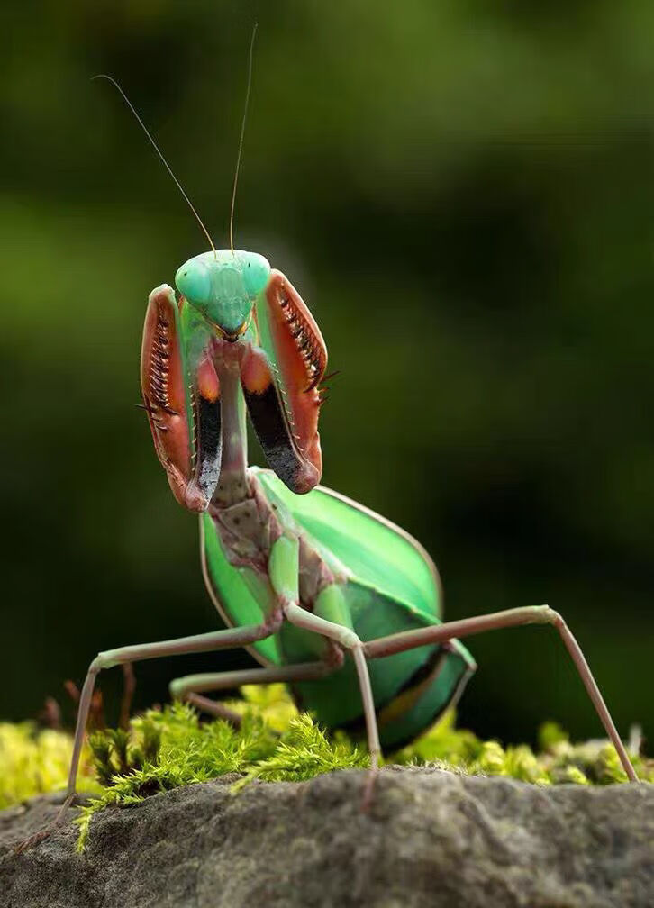 兰花螳螂中华大刀螳螂活体幼体刺花非洲大魔花兰花莱姆绿眼斑幽灵螳螂