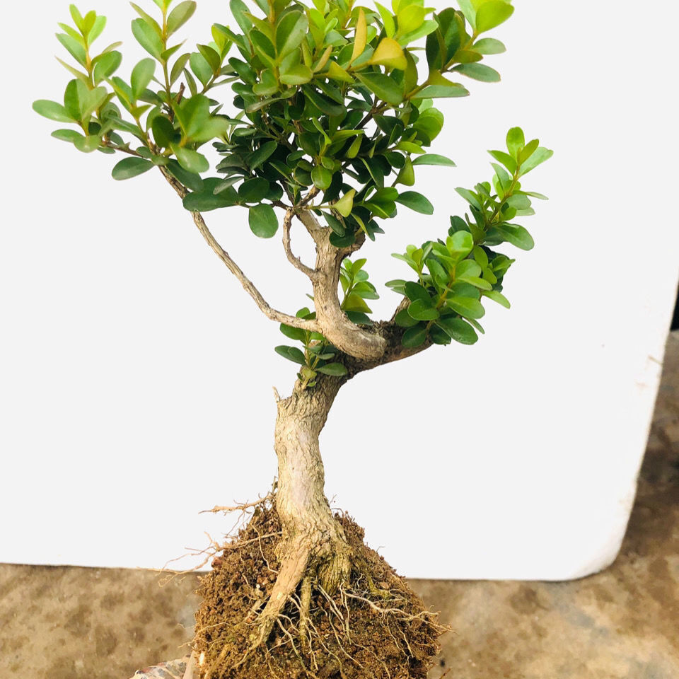 黄杨小老桩盆景 瓜子黄杨童子功盆景 四季长青 喜水喜阳 随机发货