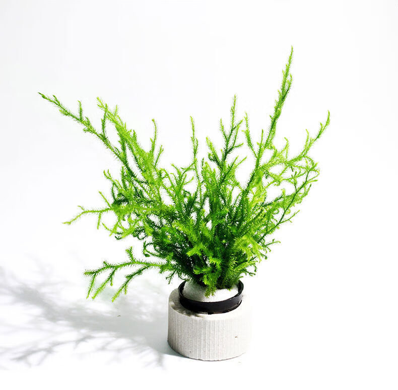 鹿角榕懒人活体水草无土耐活耐低温苔藓鱼缸生态瓶雨淋缸造景阴性