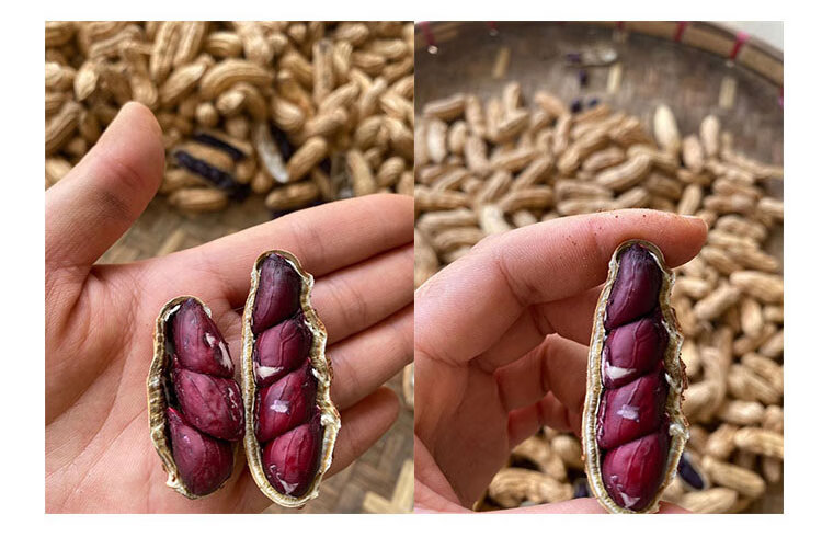 云南黑花生富硒黑花生普洱2022新货晒干花生米种籽子带壳黑皮花生