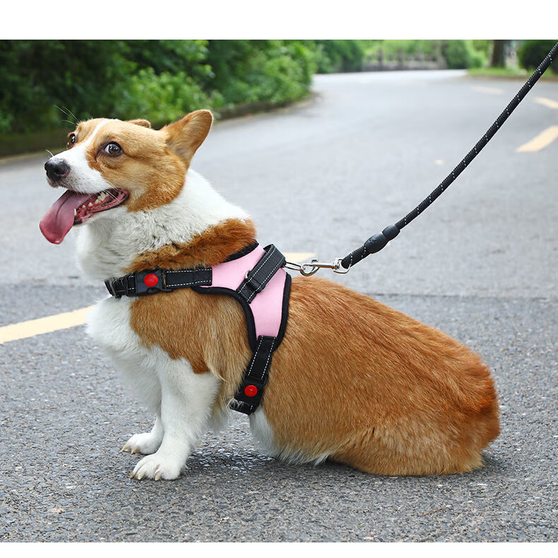 遛狗狗绳牵引绳栓狗绳子狗链子小型中型拉布拉多金毛泰迪胸背结实紫色