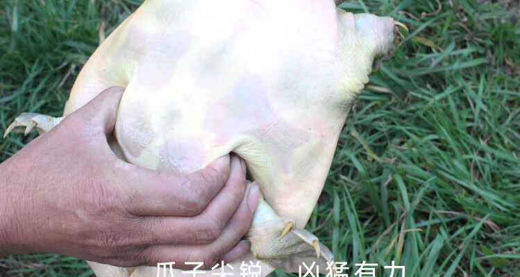 足斤外塘15斤公母鲜活大甲鱼活体王八中华老鳖团鱼水产食用500g3斤只