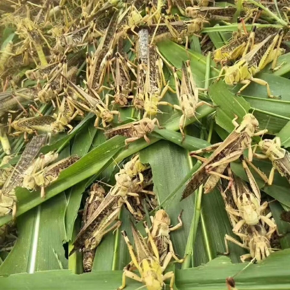 土蚂蚱活体速冻纯母带黄籽多冰鲜蝗虫食用昆虫家乡土特产餐桌美食去翅