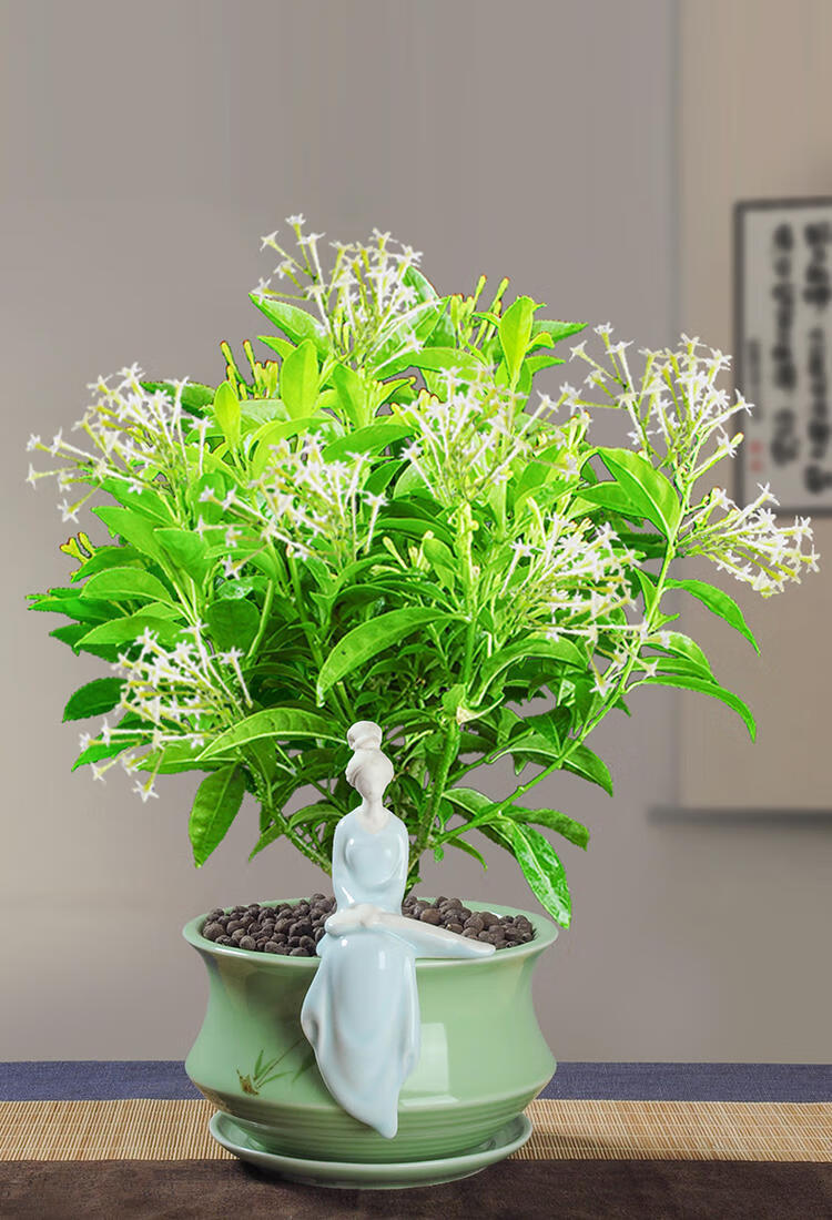 夜来香盆栽花卉室内花驱蚊植物四季开花浓香好养观花绿植易活树苗 芬