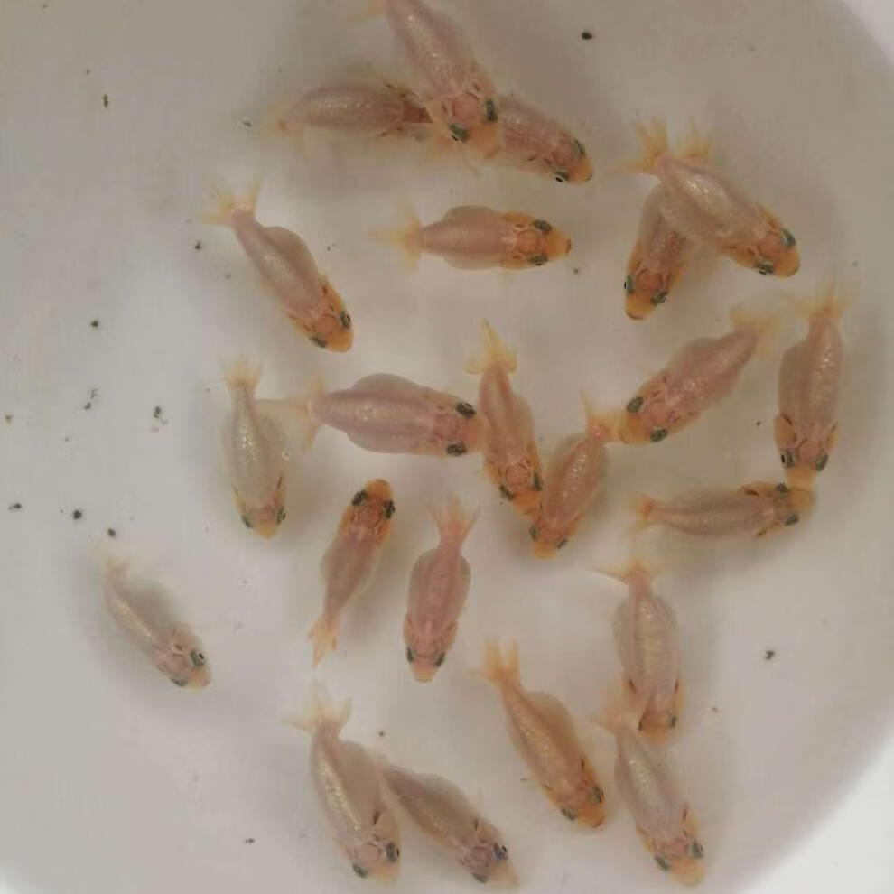 泽驭名宠(zeyu mingchong)兰寿鱼苗精品金鱼观赏鱼冷水鱼活体玉兔水墨