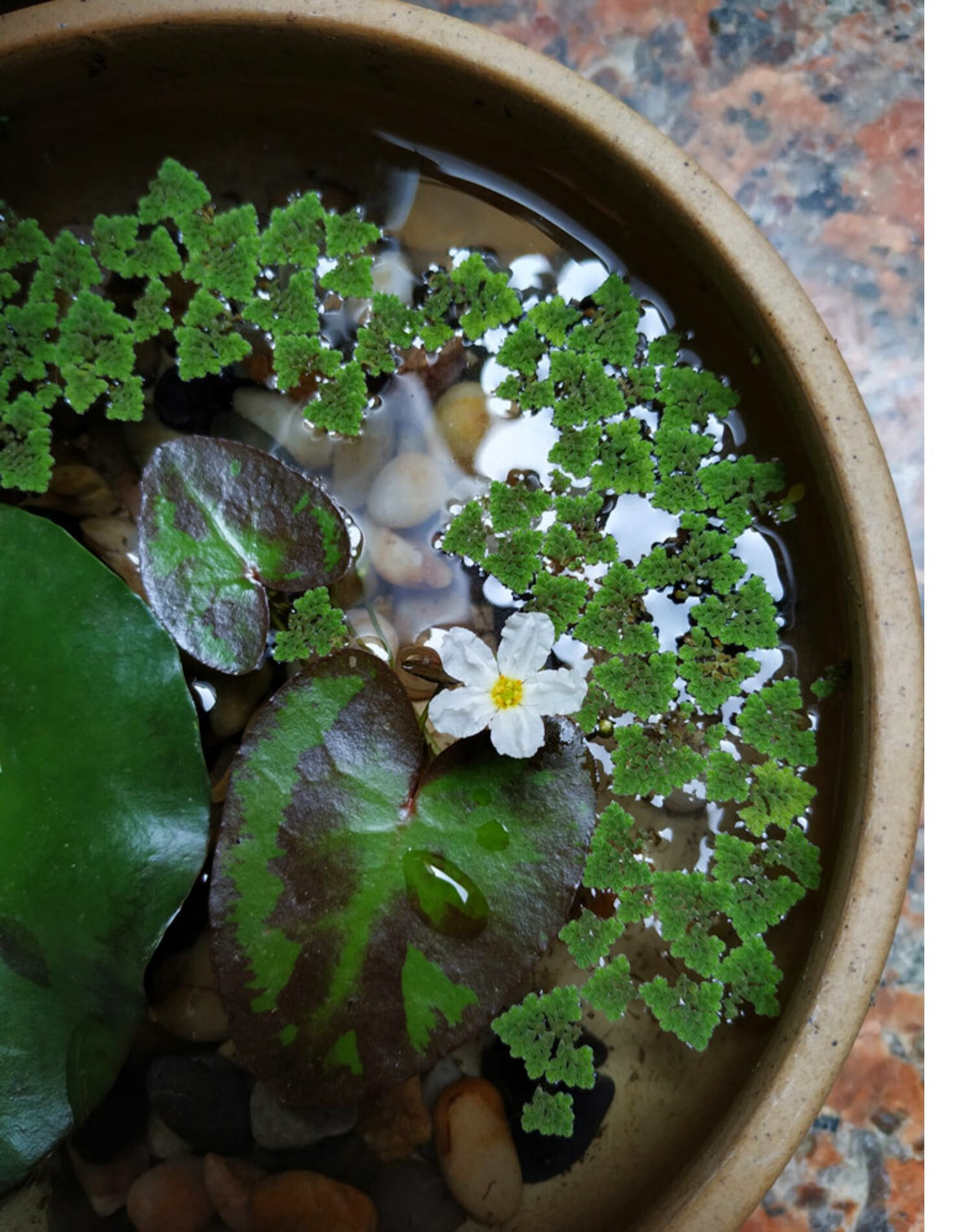 荣郁一叶莲水草水生水培植物活睡莲鱼缸造景浮萍养龟真草净化水质碗莲
