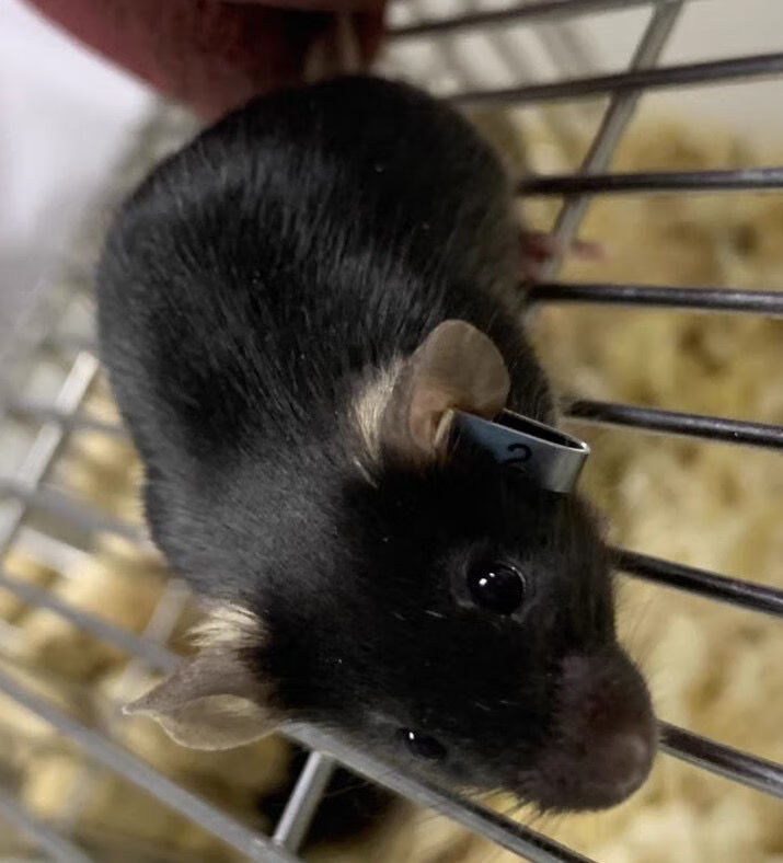 小鼠耳标 实验耳标 耳标 大鼠耳标 耳号钳 耳标钳 小鼠标记 双面1-100