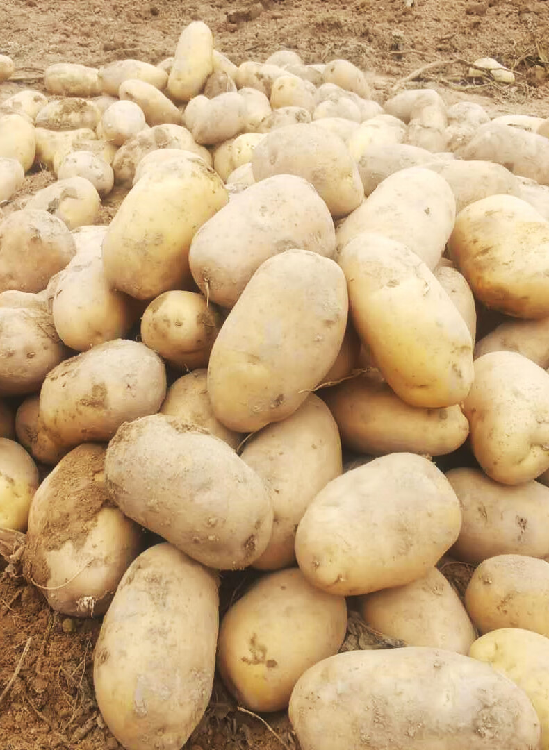甘肃定西大土豆带箱10斤洋芋新鲜农家自种沙面黄心马铃薯农产品 带箱