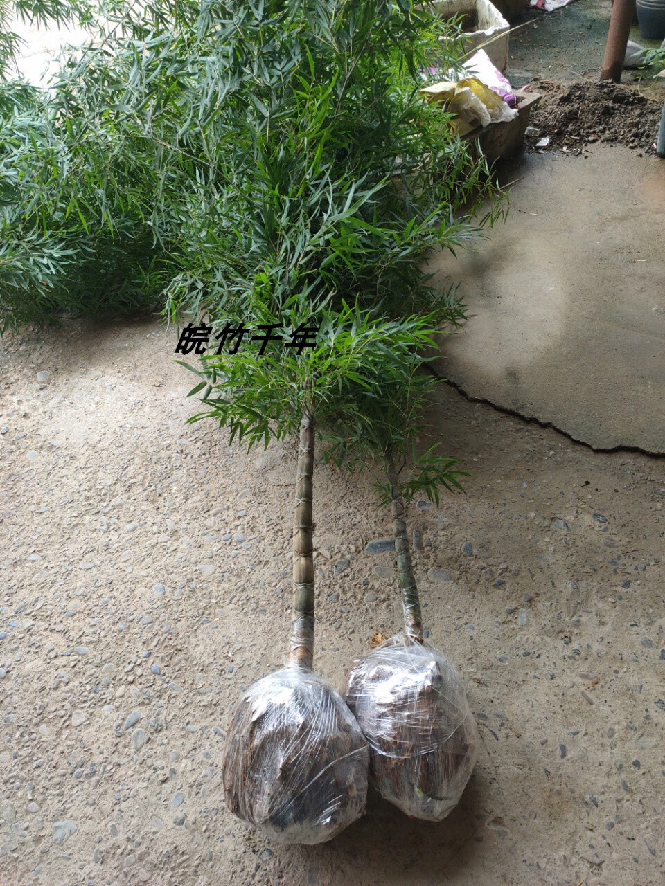 龟甲竹龙鳞竹竹苗人面竹马汉竹竹竿老竹8厘米直径141cm含170cm含