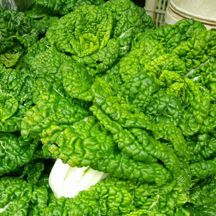 菊花菜乌塌菜皱叶小白菜农家庭院蔬菜种子 黄心乌约1000粒原装【图片