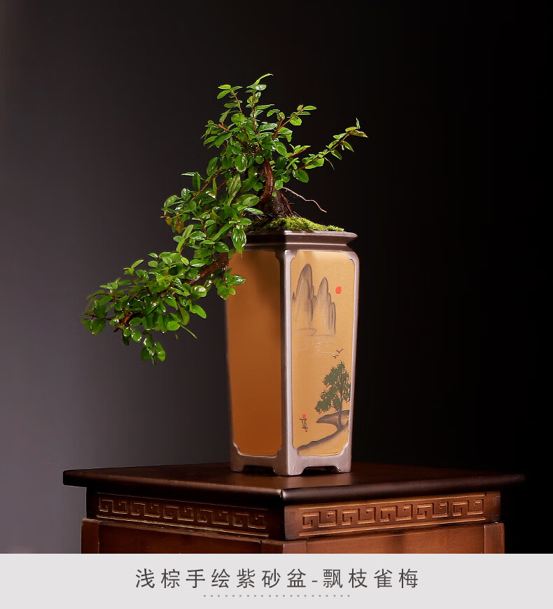榆树苗飘枝雀梅盆景造型树苗植物盆栽客厅室内办公桌面常青绿植创意