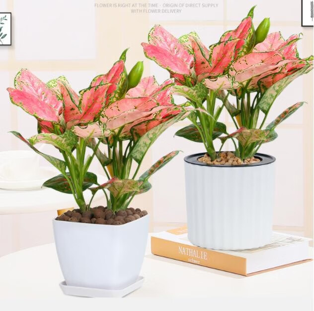 吉祥如意皇后彩叶粗肋草盆栽火红年青室内花卉观叶植物土培水培桌面