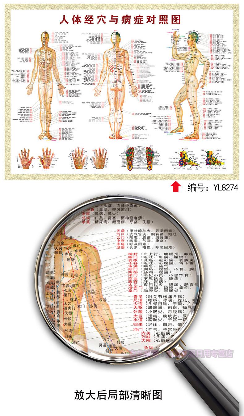 人体奇经八脉穴位图人体经络经脉穴位标准挂图中医艾灸穴位图针灸经络