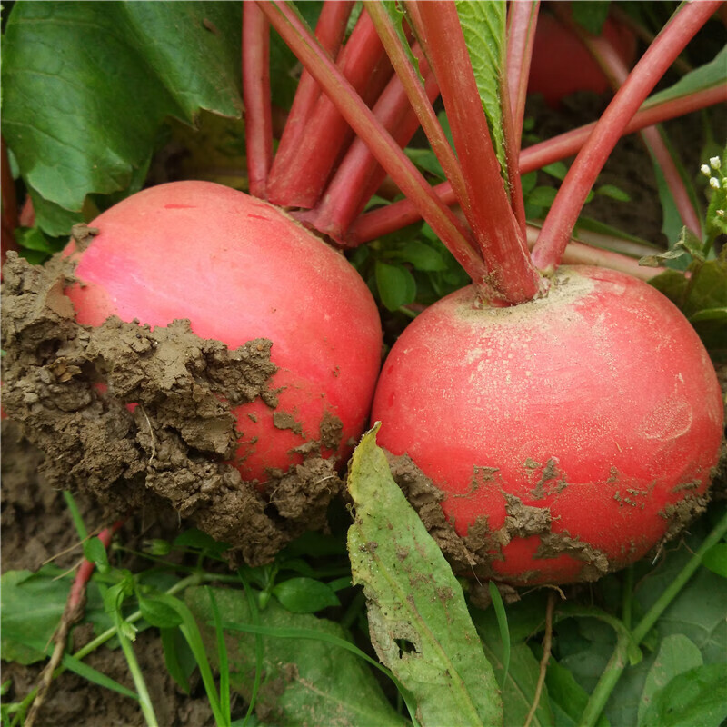 东北大红萝卜红皮白心大红袍圆新雌性甜脆3斤
