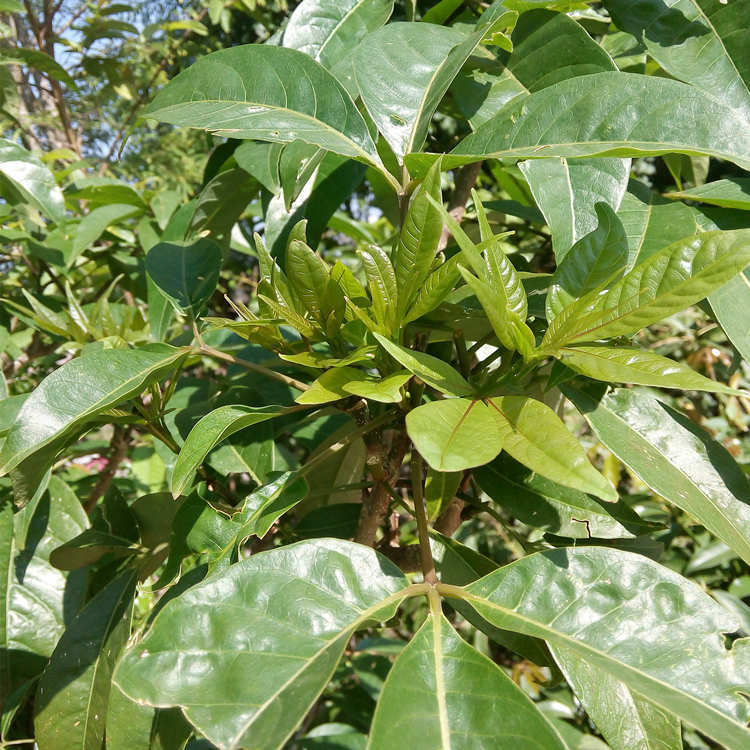 腌树头菜云南特产泡鸡爪菜酸辣泡菜咸菜酱菜腌菜下饭菜清爽可口300克2