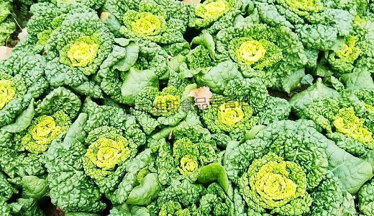 黄心乌现挖新鲜黄心菜塌地乌黄心菊花菜乌塌菜皱叶小白菜农家蔬菜黄心