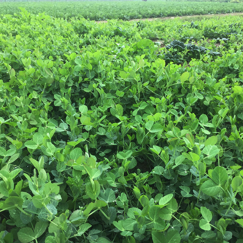 农家新鲜露天豌豆尖豌豆苗时令蔬菜龙须菜煮汤下火锅豌豆叶豌豆头 3斤