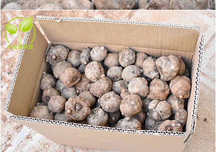 倾晨魔芋种正宗2代魔芋种子高产花魔芋种脱水消毒高成活种苗 二代魔芋