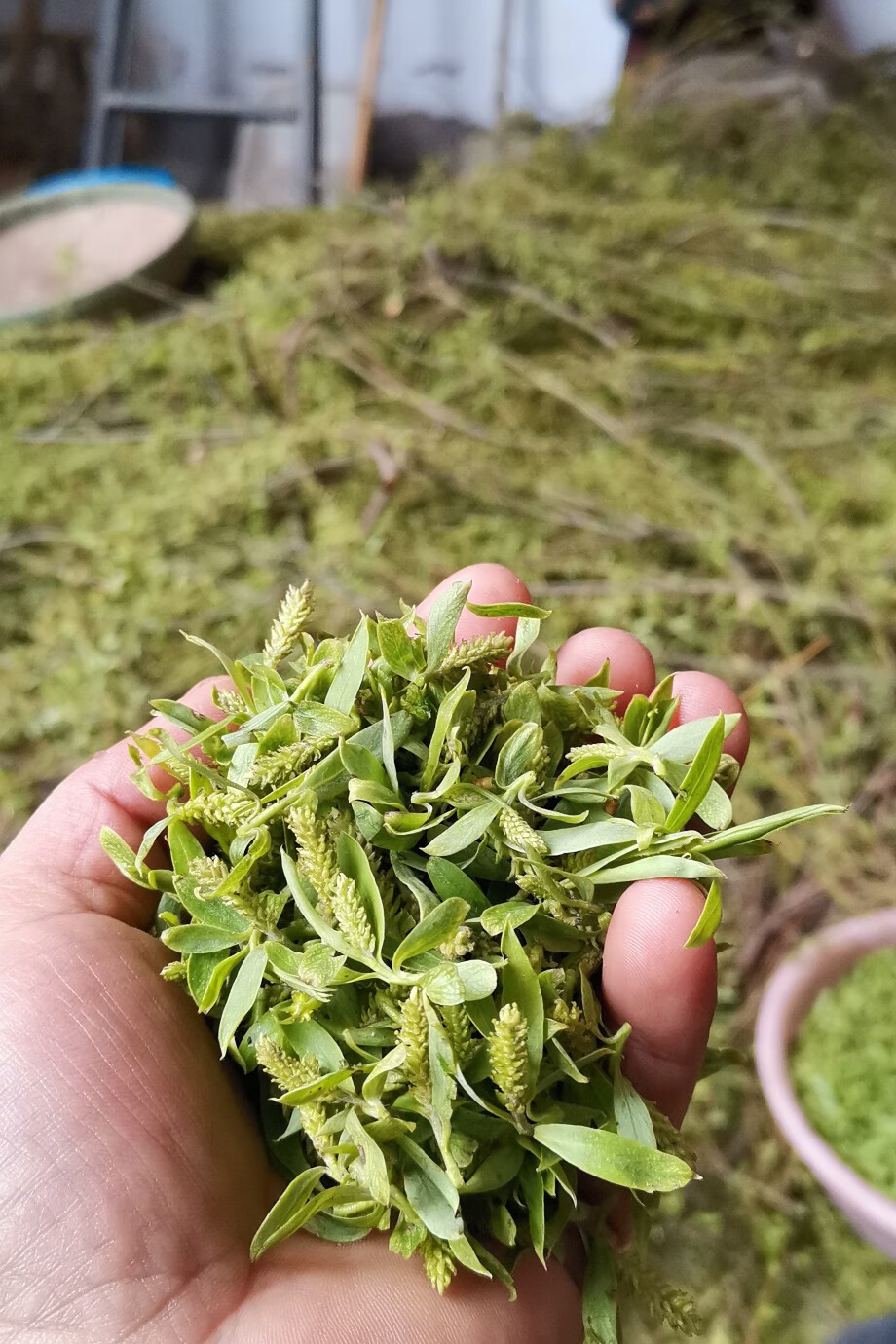 伟博精选 初春嫩柳树芽柳芽尖干品柳絮嫩柳叶中药材自然风干下火王