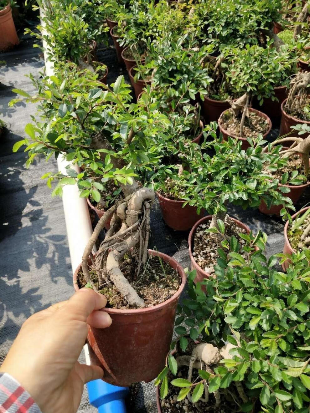 提根矮霸小叶榆树耐寒耐旱盆景盆栽 【小矮霸榆树】【图片 价格 品牌