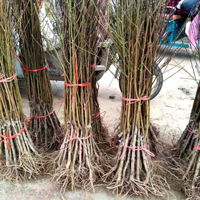 hqc美国红蟠桃树苗嫁接蟠桃苗油蟠桃苗南方北方种植当年结果血桃树苗