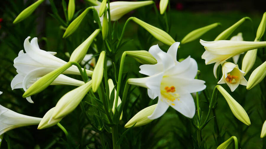 百合中药材苦百合干代打百合粉干白合(加急发货) 250g