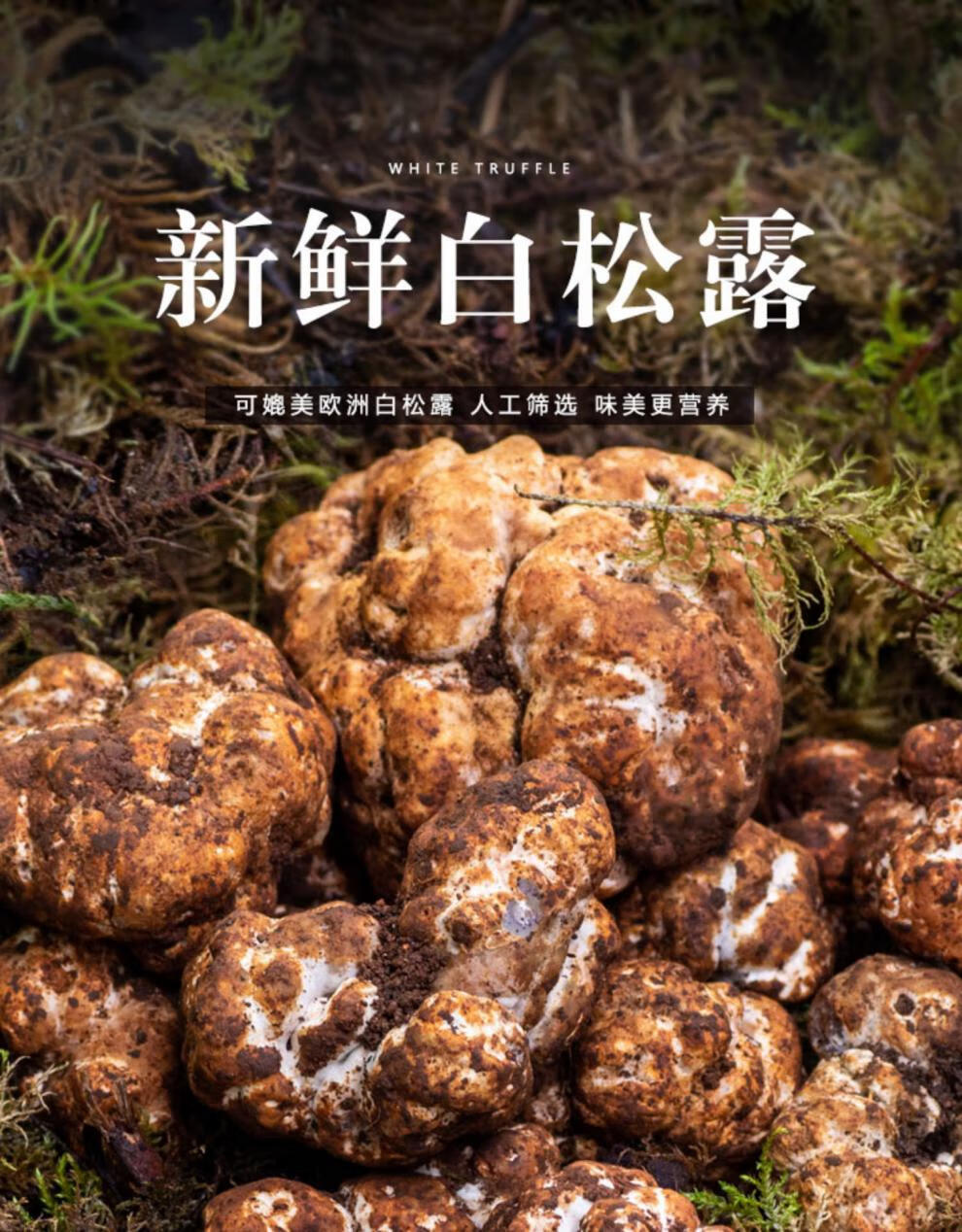 云南白松露新鲜野生猪拱菌块菌 米其林餐厅专用顺丰 非干货黑松露