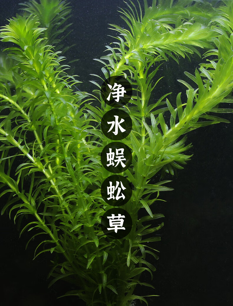 蜈蚣草水草植物养鱼金鱼藻造景鱼缸孔雀鱼金鱼斗鱼鱼草耐净化水质 10