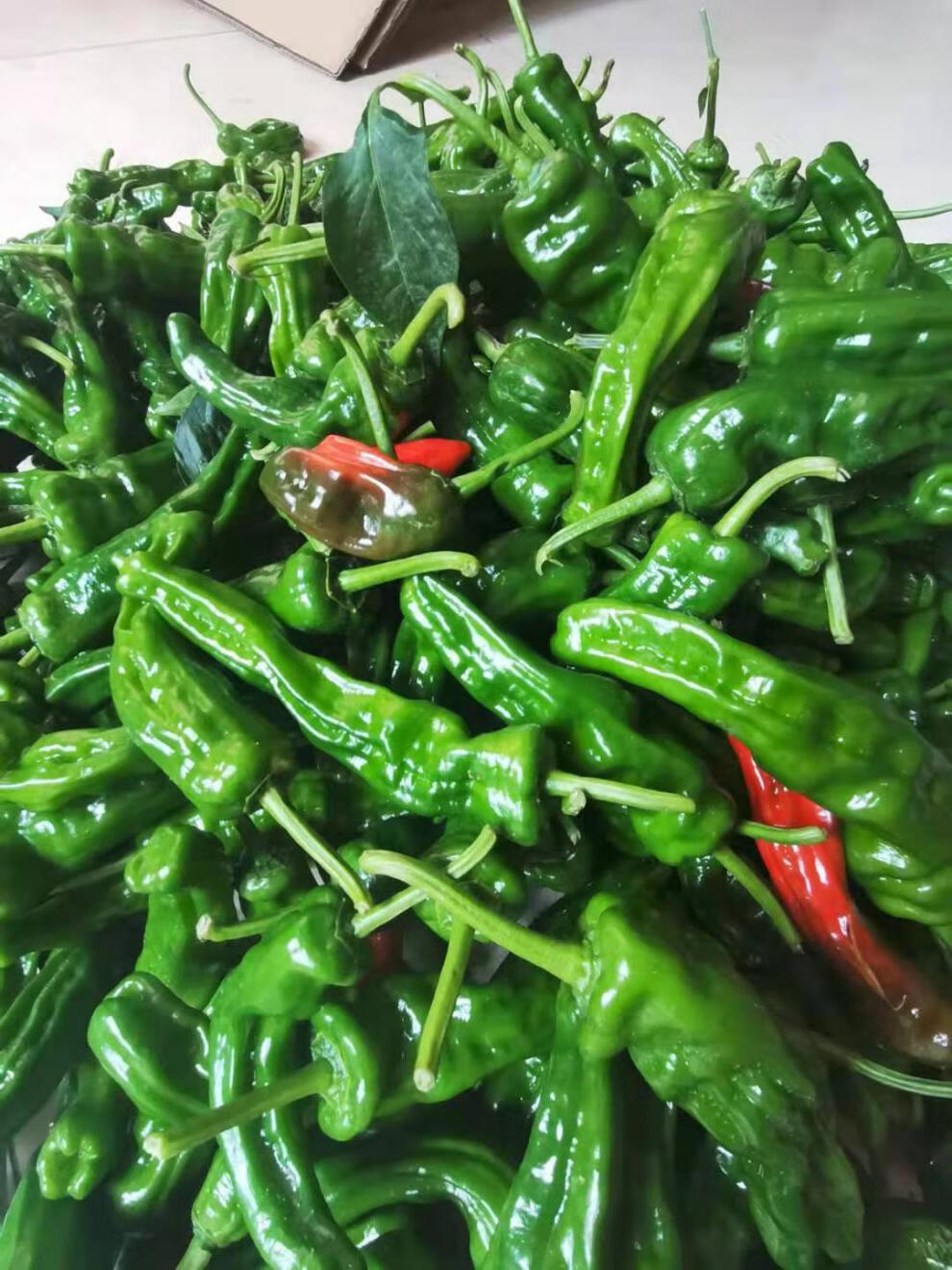 现摘山东枣庄薄皮辣椒 新鲜皱皮特辣螺丝青椒超辣 特辣薄皮皱皮青辣椒