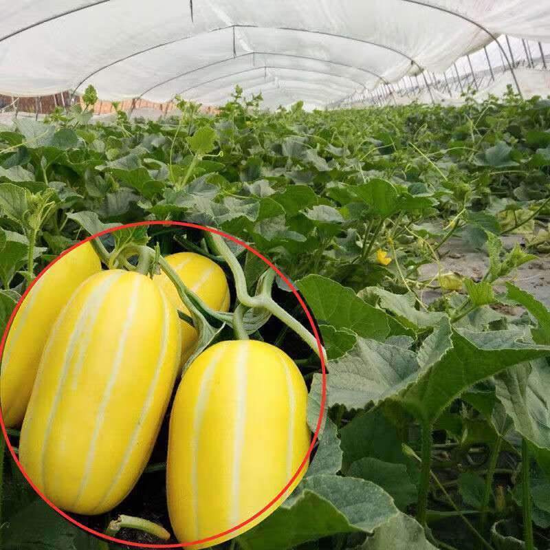 黄金蜜香瓜薄皮甜瓜水果黄金蜜甜瓜246个装整箱生鲜团建送礼2个装单个