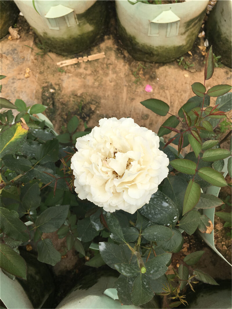 开花大花绿植物盆栽室内盆花卉观花阳台蔷薇月季 红白歌会【五年苗】