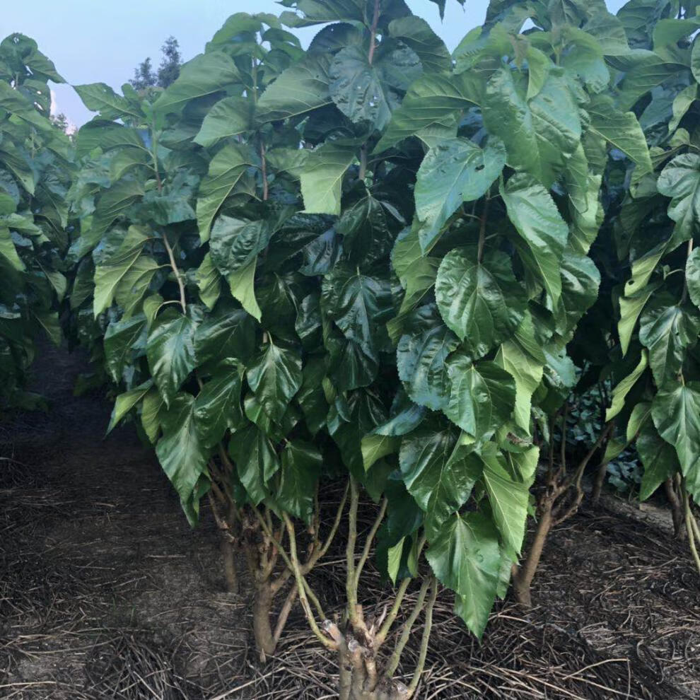 园艺强桑1号蚕桑苗农桑14号桑树苗养蚕大叶桑嫁接苗地栽盆栽大叶蚕桑