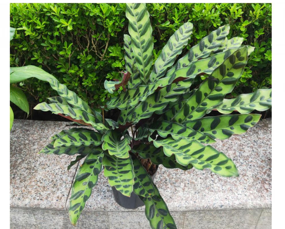 彩叶竹芋盆栽系列猫眼红蜻蜓飞羽美丽室内喜阴观叶植物孔雀竹芋不含盆