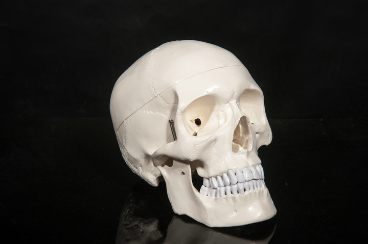 2020新品美术医学仿真骷髅 人头骨模型 头颅骨解剖标本 彩色分区头颅