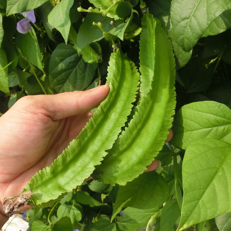 空运鲜嫩3斤装海南新鲜三亚四角豆蔬菜龙角豆龙豆四棱豆皇帝豆1斤 2斤